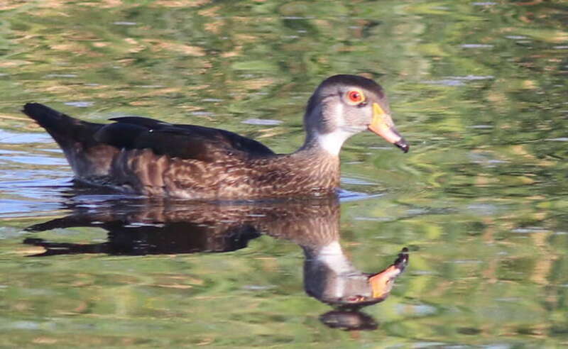 Wood Duck (female)