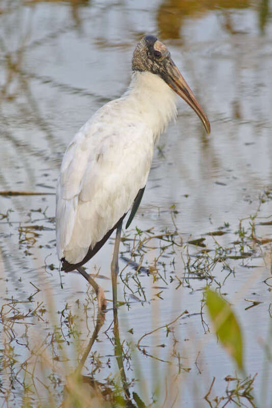 Wood stork (Mycteria americana) in Alachua County, Florida. Picture taken on 2018-12-12 at approximately 4:45 PM (16:45).