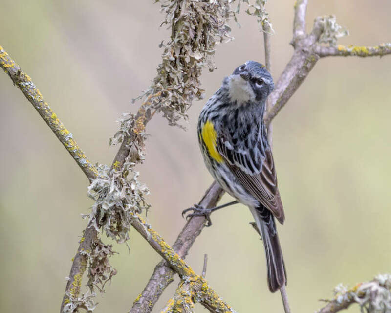 Cosumes River Preserve, Galt, California