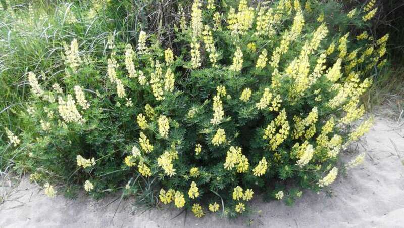 Lupinus arboreus - not sure of the species, growing profusely in sandy soil at the edge of the beach.
www.inaturalist.org/observations/278797
A nice beach walk with Mary Ellen while we had a -3.06 feet  Low Tide

ed 036