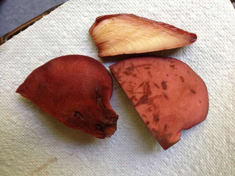 For more information about this, see the observation page at Mushroom Observer.