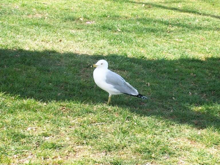 A gull in Sylvester Park, Pasco, Washington.