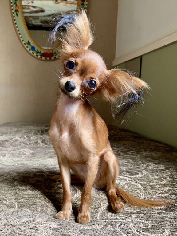 A long-haired Russkiy Toy