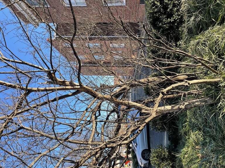 Acanthococcus lagerstroemiae - Crapemyrtle Bark Scale. Taken in Richmond, VA, Spring of 2021 
UF/EDIS Publication: edis.ifas.ufl.edu/publication/IN1218