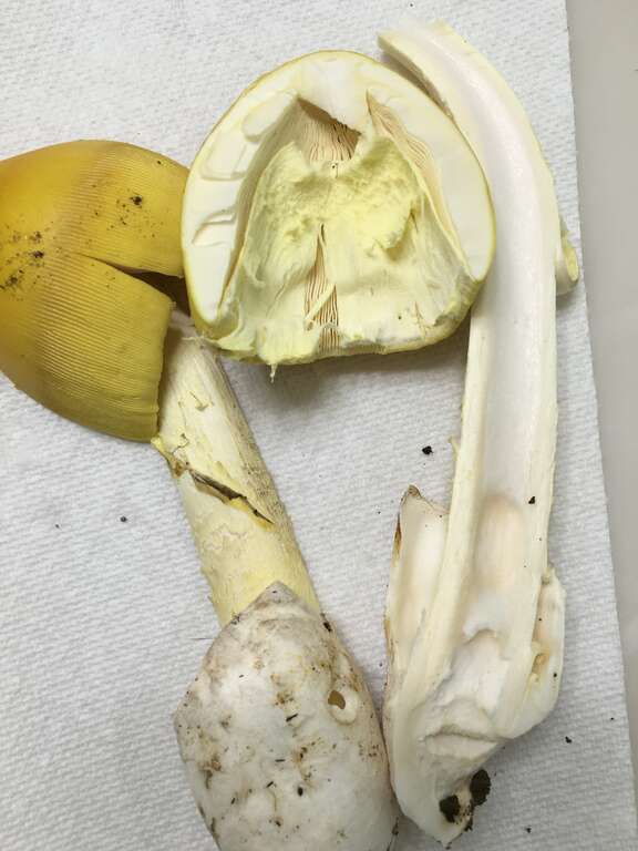 For more information about this, see the observation page at Mushroom Observer.