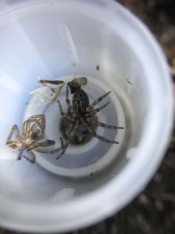Juvenile Badumna longinqua shortly after moulting with the exuviae on the left.