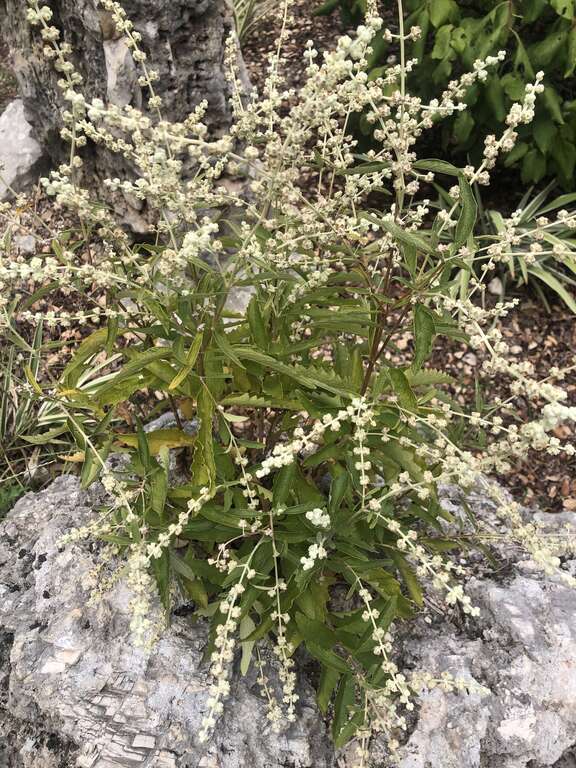Buddleja racemosa growing on limestone