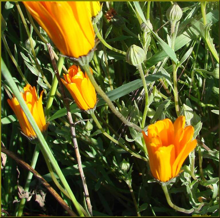 (1 in a multiple picture set)
I found patches of these wild flowers growing in the hills above Yucaipa. We have had some periods of rain and when that happens, followed by some sunny days, you would be amazed how many flowers appear like magic.  I'm