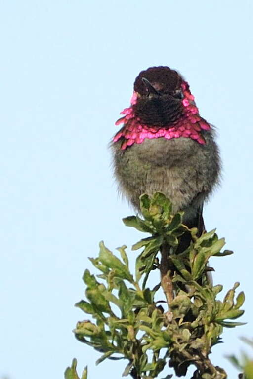 Hummingbird at the Palo Alto Baylands