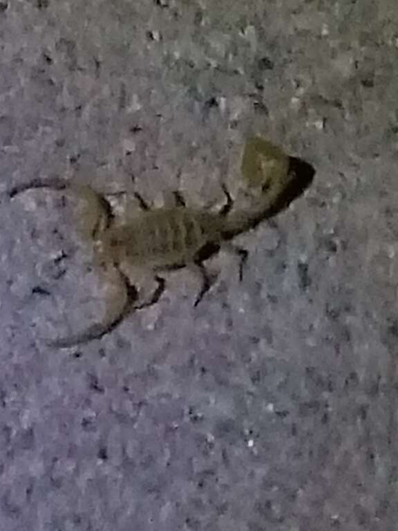 Arizona Bark Scorpion (Centruroides sculpturatus)