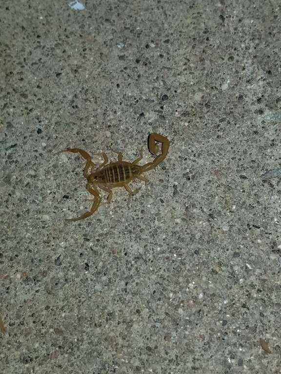 Arizona Bark Scorpion (Centruroides sculpturatus)