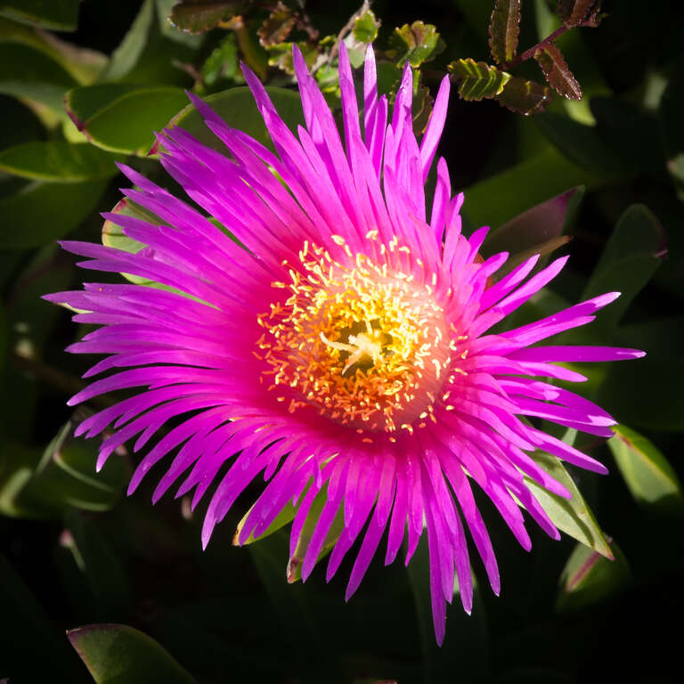 500px provided description: Untitled [#flower ,#plant ,#organism]