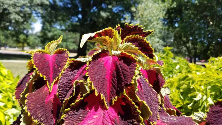 The Ohio State University

Columbus, Ohio