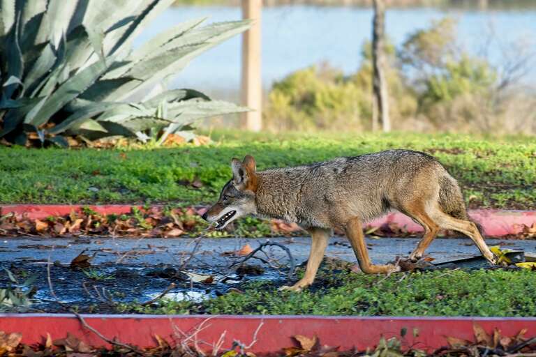 Coyote by Lake Cunningham