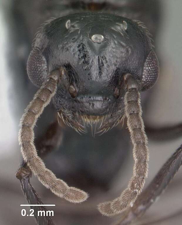 Head view of ant Crematogaster ashmeadi specimen casent0103762.