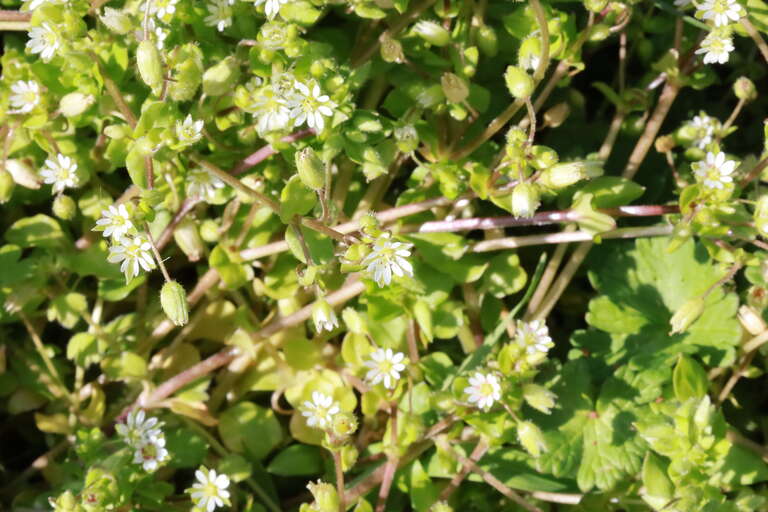 Wildflowers along Four Mile Run in Arlington, Virginia in 2021