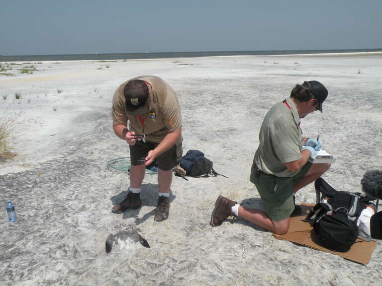 July 15, 2010 Gulfport, MS - Mississippi Team One consists of USFWS Biologist Nate Caswell and USFS Biologist Joe Metzmeier.  Their assignement was a long day on Ship Island in Gulf Islands National Seashore.  Immediately upon arrival, a dead gull