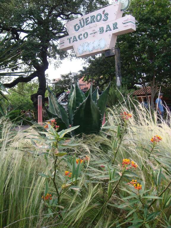 Guero's Native Garden