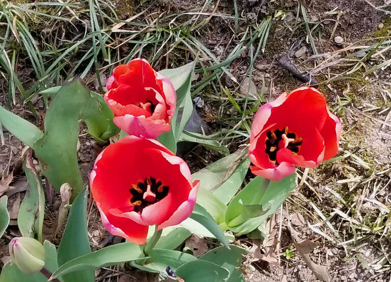 Hofstra University Spring