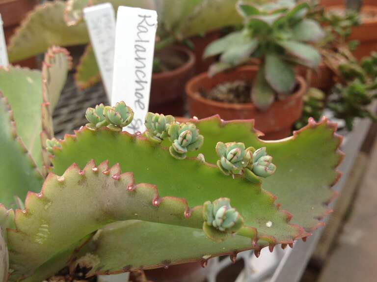 Asexual reproduction (plantlets) on a succulent in the genus Kalanchoe. Photographed with iPad at the University of Northern Iowa Botanical Center.