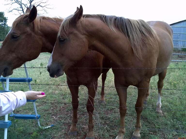 Karma feeding her horses. June 2011