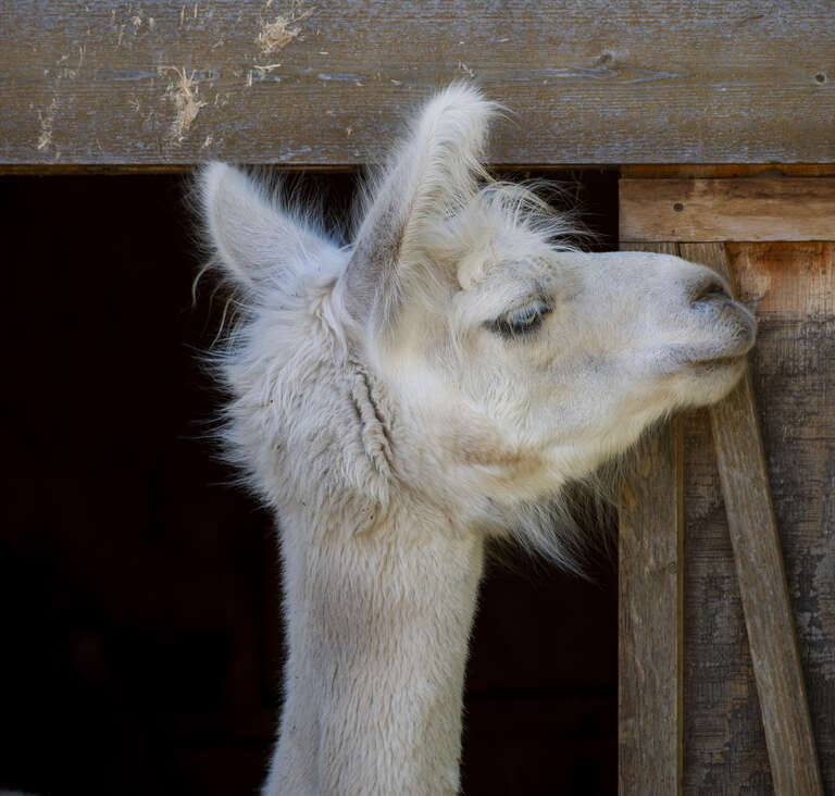 Lama (Lama glama) at the Menominee Park Zoo, Oshkosh, Wisconsin, US