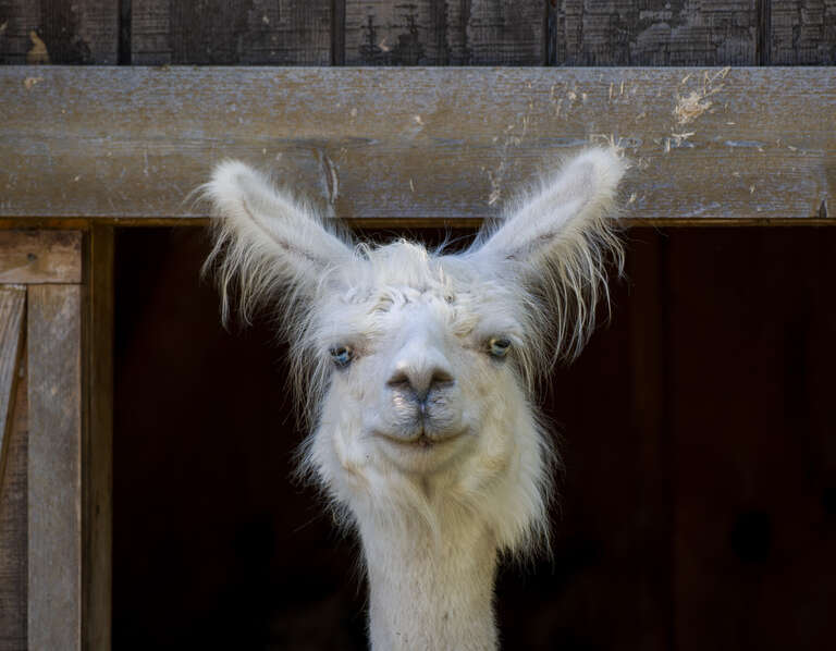 Lama (Lama glama) at the Menominee Park Zoo, Oshkosh, Wisconsin, US