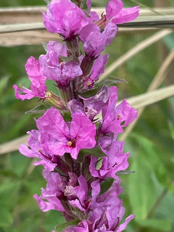 purple loosestrife (Lythrum salicaria)