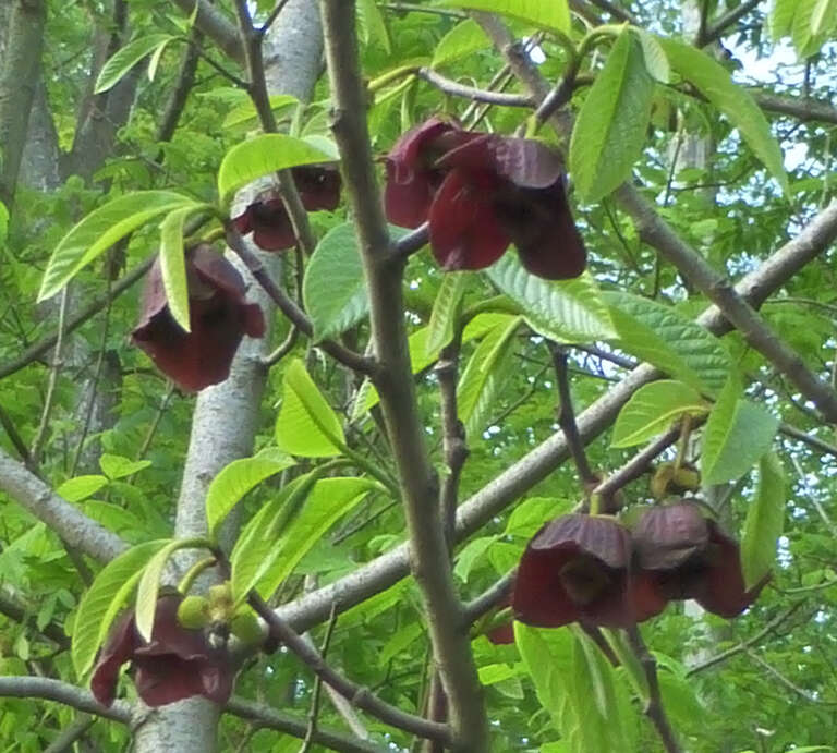 Paw paw blossom, northern Ohio.  Photo by Geoffrey A. Landis