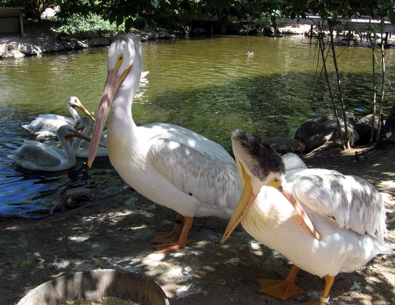 American White Pelicans at Hogle Zoo in Salt Lake City, Utah, U.S.A.