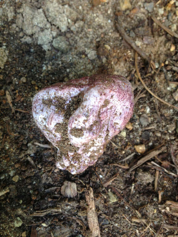 dune stinkhorn (Phallus hadriani)