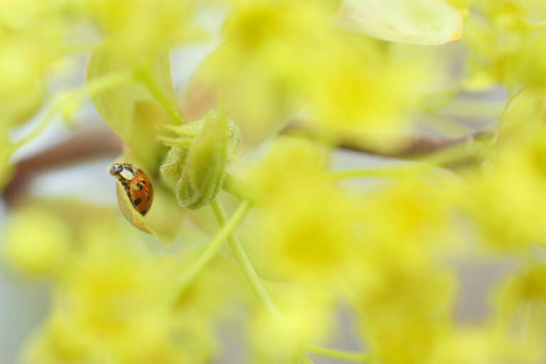 The little streaks on this guy's body are not shine; it's covered in pollen.