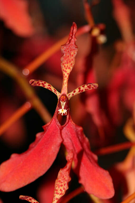 Renanthera imschootiana