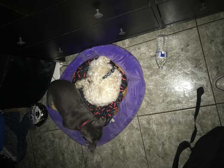 Two dogs decides to share a bed together