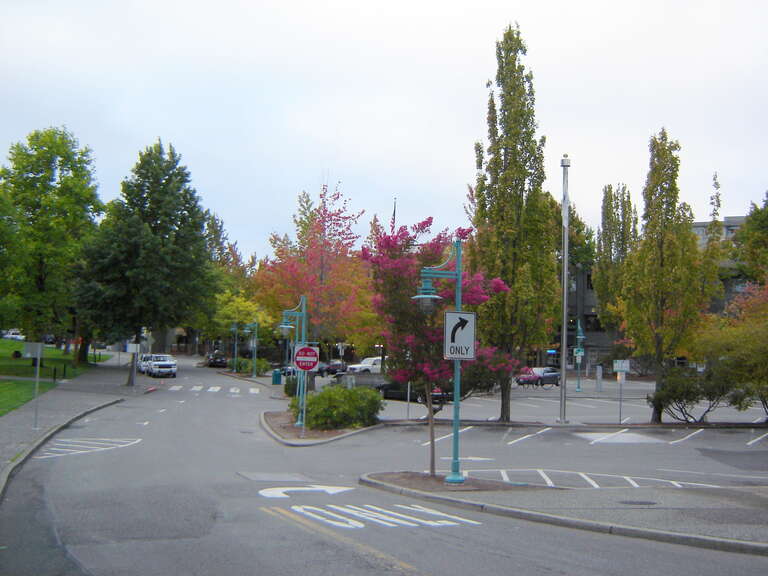 Trees at Falling Season Marina Park, Kirkland, WA