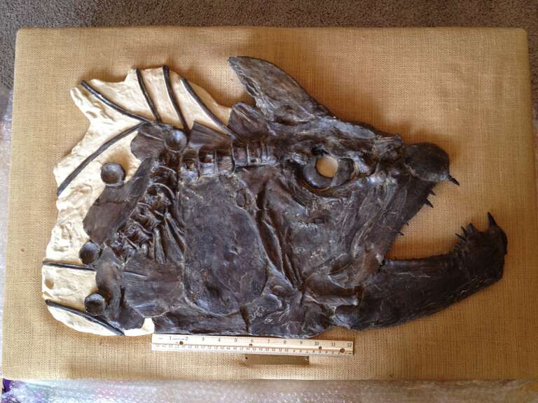 Large skull of the fish Xiphactinus audax prepared by Fossil Shack