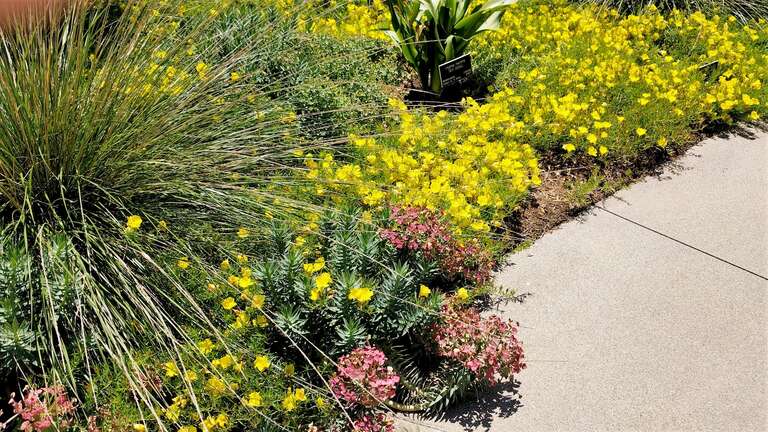 The Desert Garden here is world-famous and far exceeds every expectation. Not only are the specimens massive and rare, but they are arranged with an exceptional eye for composition. The Chinese Garden is overwhelming in its beauty, size and