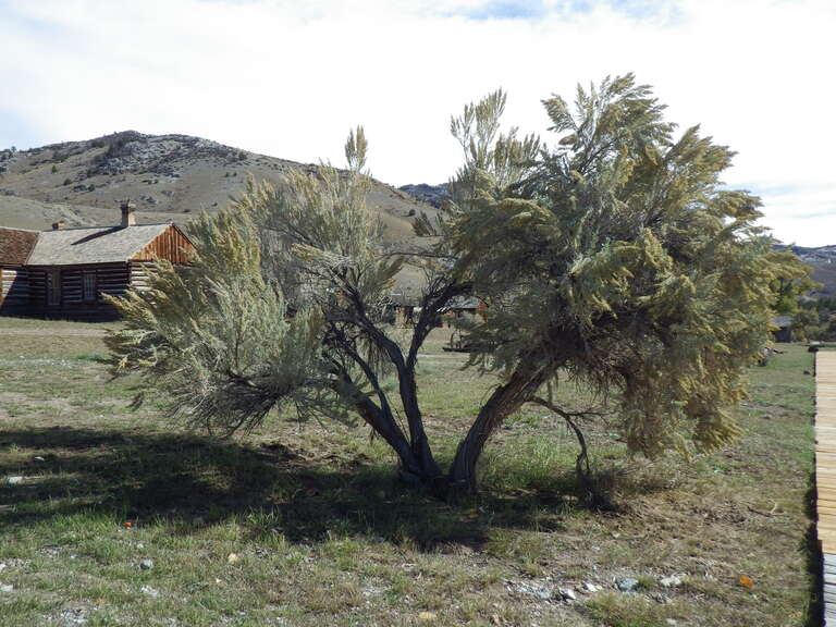 The sagebrush steppe predominates the open arid settings of Beaverhead County Montana. This is a classic example of some remnant individuals of basin big sagebrush.