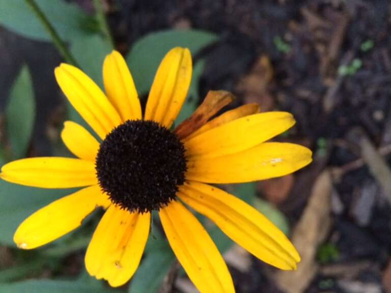 A Black-Eyed Susan in a garden