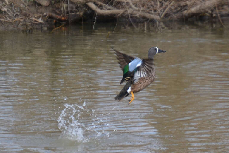 Hueston Woods State Park, College Corner, Ohio