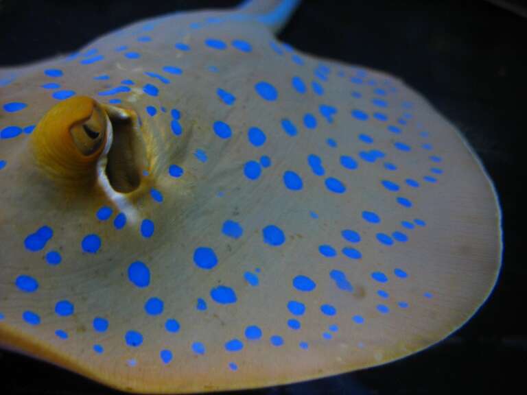 You're always here little one. You always watch me. I know you don't understand, but someday soon someone will come and take you to a very nice place, where you will be admired and eat all the fishheads you please. Soon.