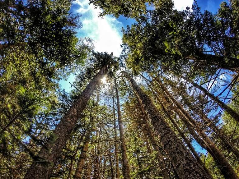 Forest at Sandia Crest in Albuquerque