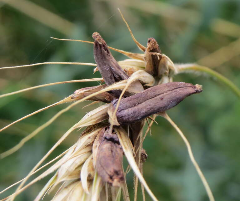 Rye Ergot (Claviceps purpurea)