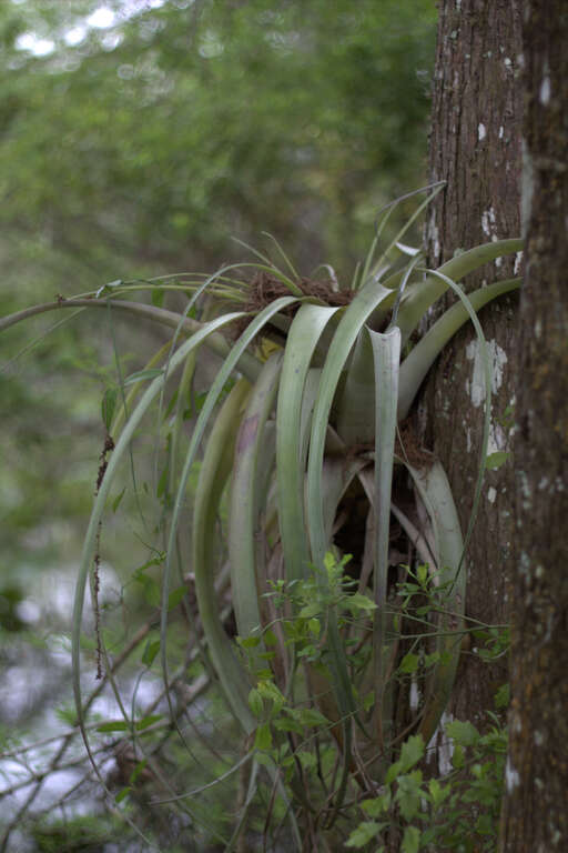 Fern Forest Bromelaid