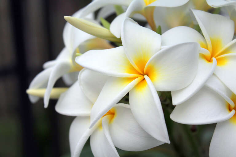 500px provided description: Frangipani [#yellow ,#white ,#bloom ,#South Florida ,#Frangipani ,#Plumeria]