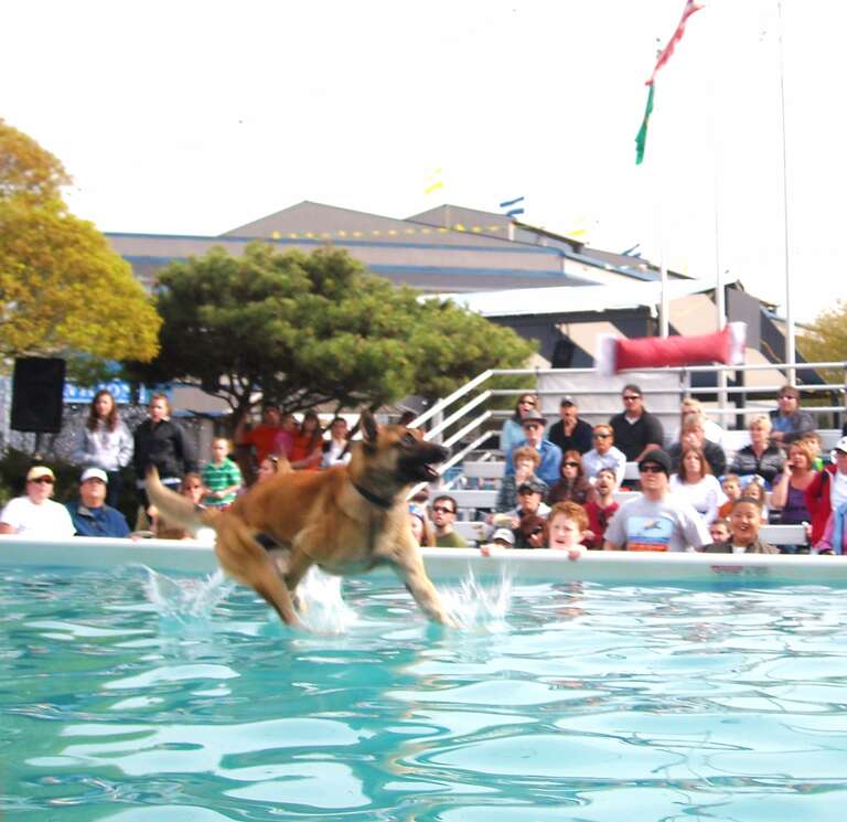 German Shepard walking on water