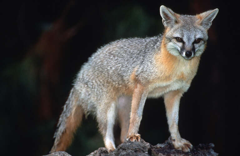 The grey fox (Urocyon cinereoargenteus) is the most common fox in California, with a silvery-grey coat with patches of yellow, brown, rust, or white on the neck and belly. They are mostly found in coastal or mountain forests at low elevations where