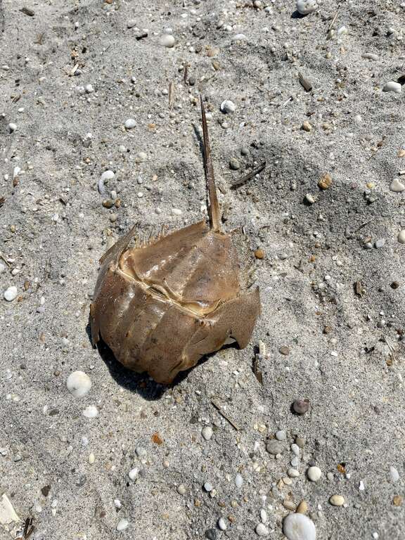 Atlantic Horseshoe Crab (Limulus polyphemus)