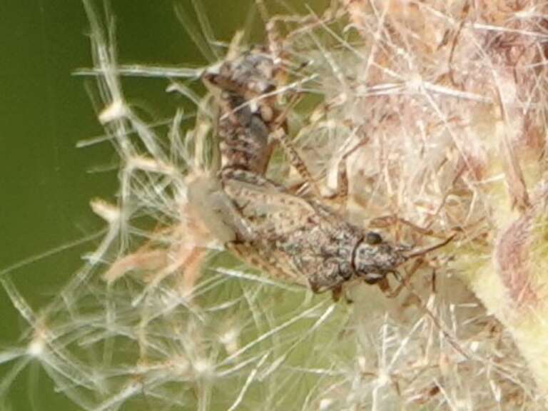 Neortholomus koreshanus. Species of insect.