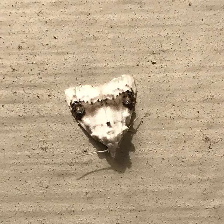 Blurry-patched Nola Moth (Nola cilicoides)
